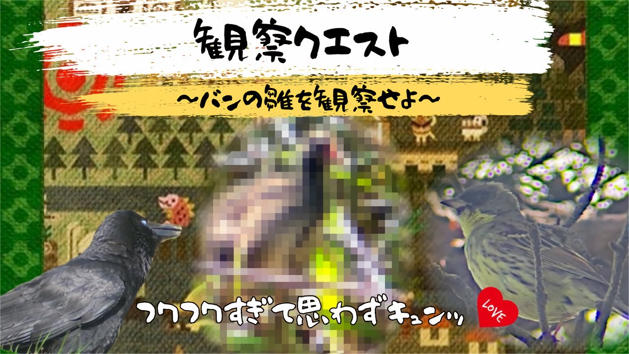 【初投稿】野鳥観察クエスト！！　Vol. 1