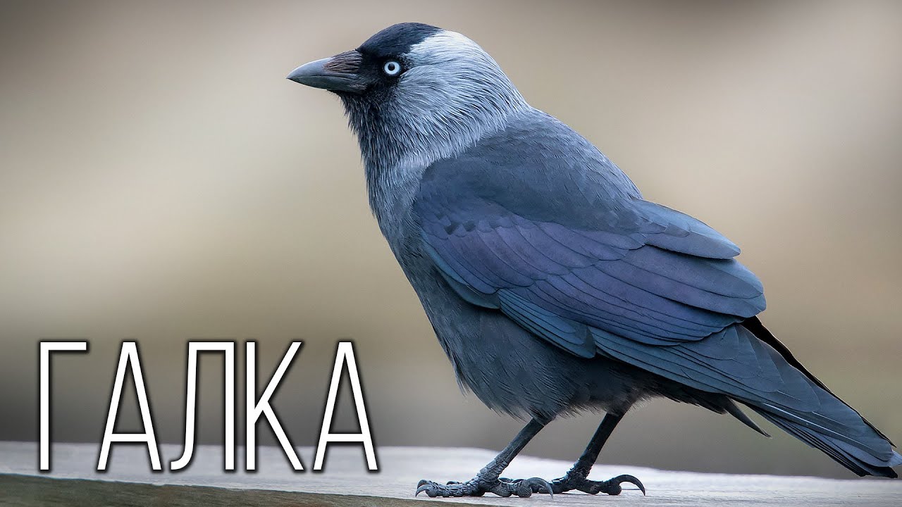 Галка: Ясноглазая Родственница Вороны | Интересные факты про галку