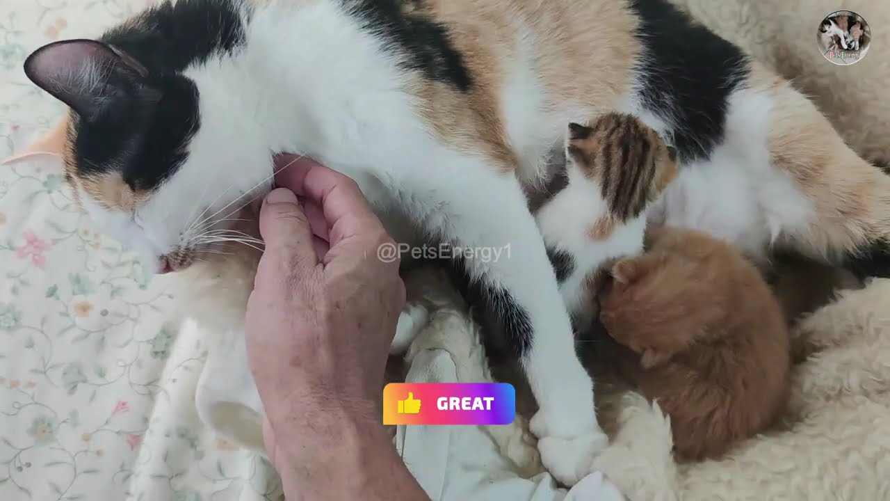 Day 15 Mom Cat Fitness Feeling Happy Because Her Kittens Open Their Eyes For 1st Time
