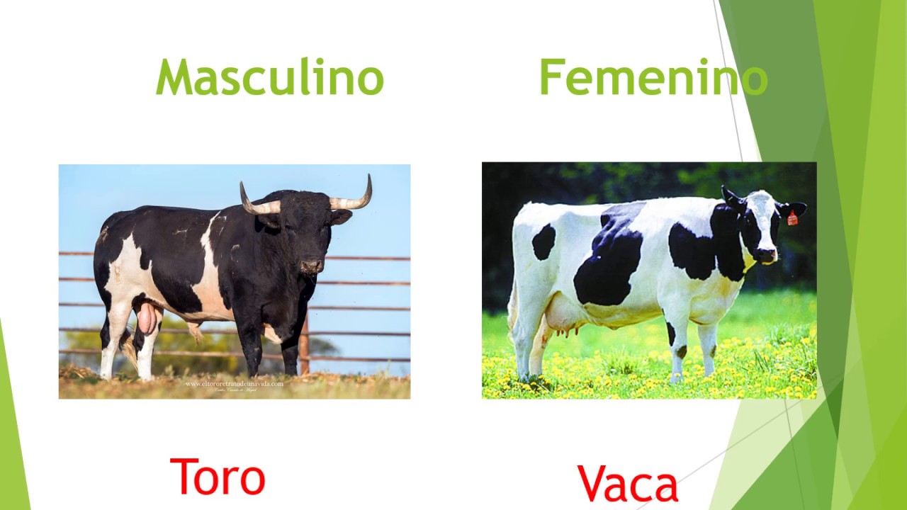 Los Sustantivos Masculinos y Femeninos | Homeschool Experience