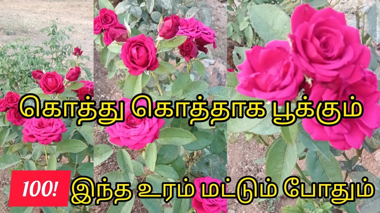 🌹ரோஸ் செடி வளர இந்த உரம் மட்டும் போதும்|Rose plant maintenance|#tips#vlog#lakshmiselvamlifestyle