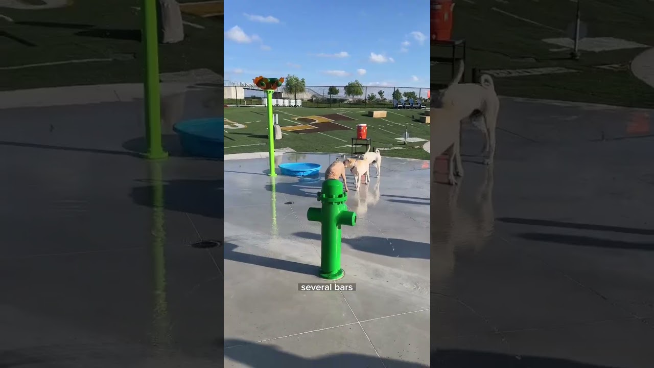 Dog Friendly Bar in OKC