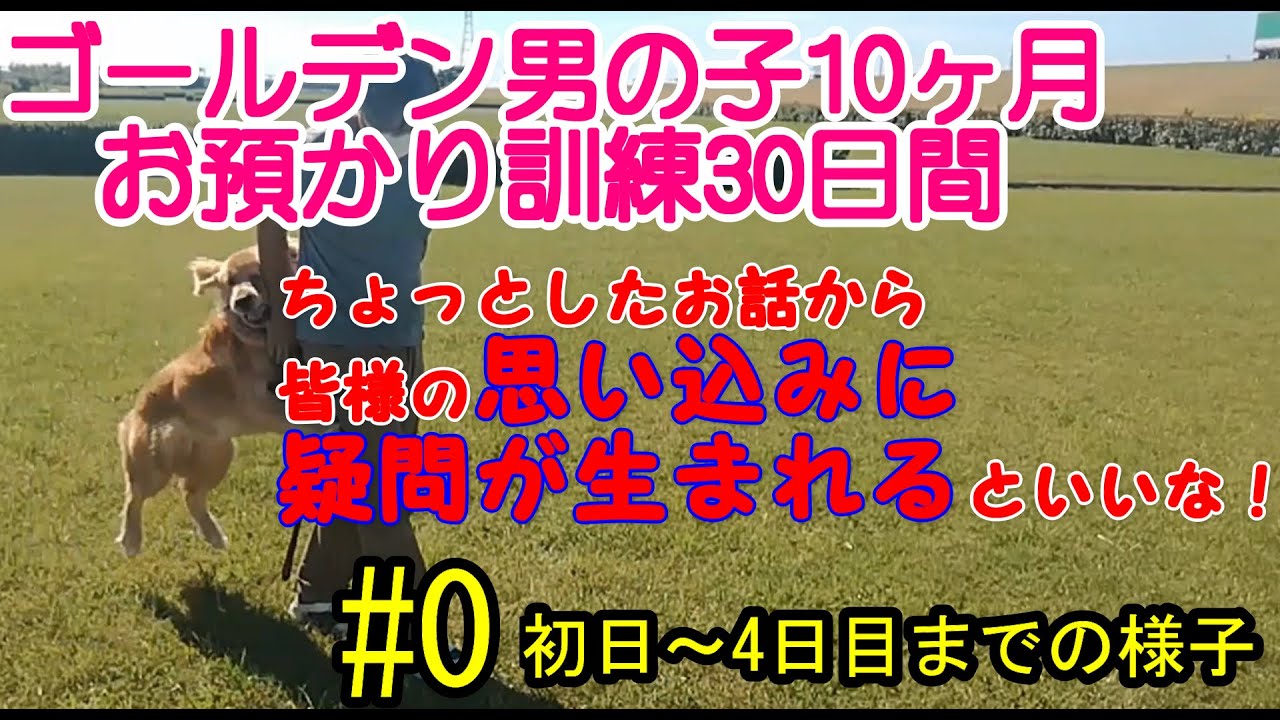 初めて犬を飼う人は見てみてね・・・ゴールデン10ヶ月　お預り訓練