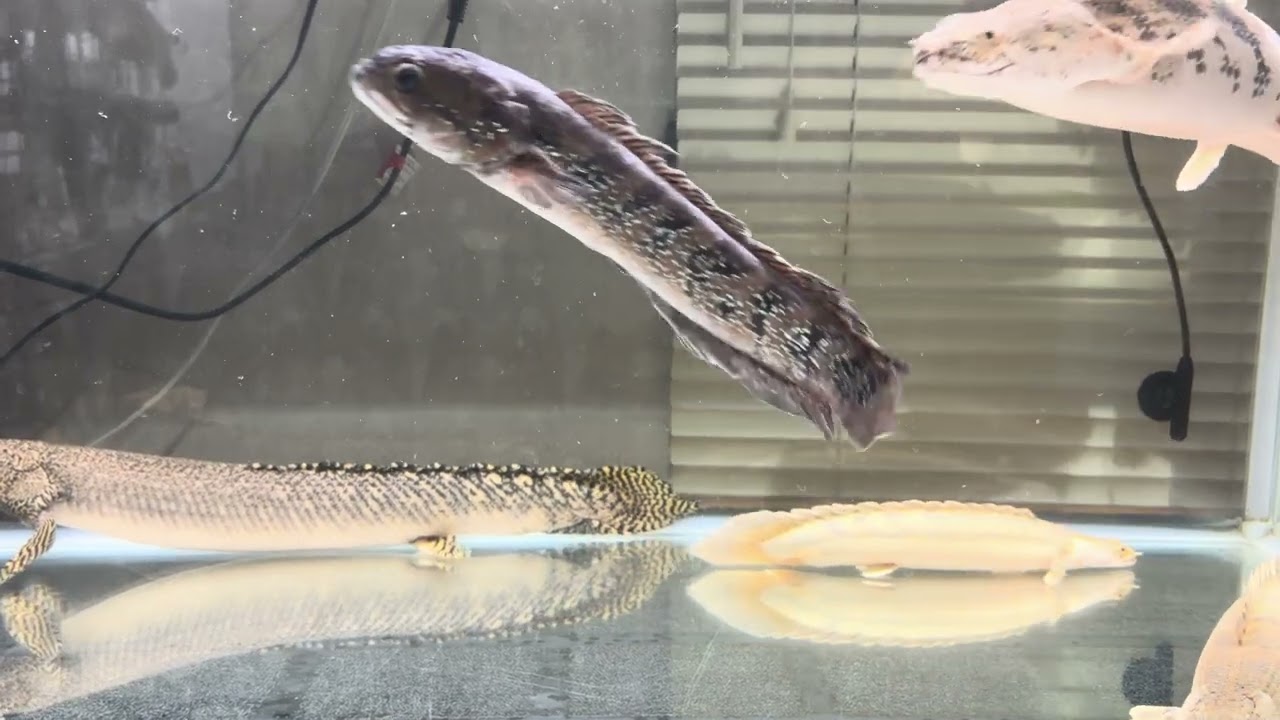 ポリプテルス ブラックタライロン　コウタイ