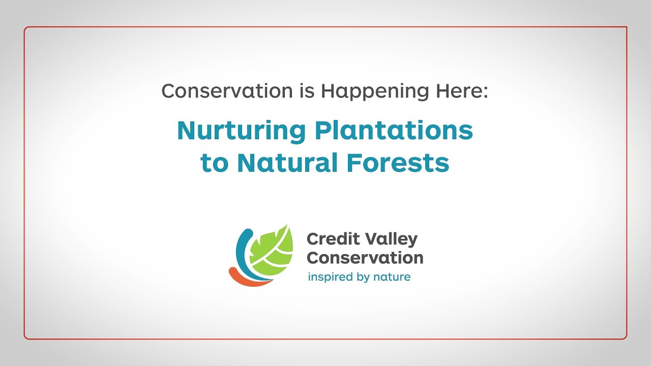 Conservation is Happening Here: Nurturing Plantations to Natural Forests