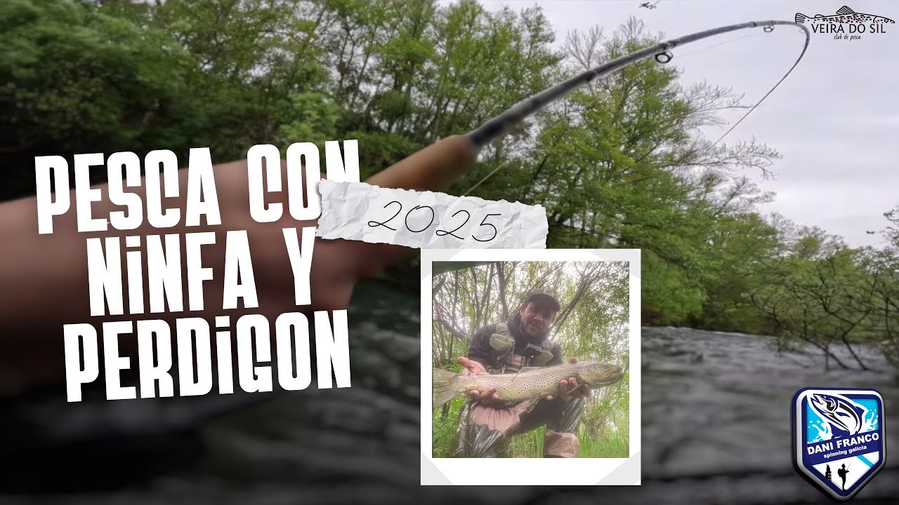 Trucha brutal con ninfa y perdigón! Pesca a mosca en río gallego [2025]