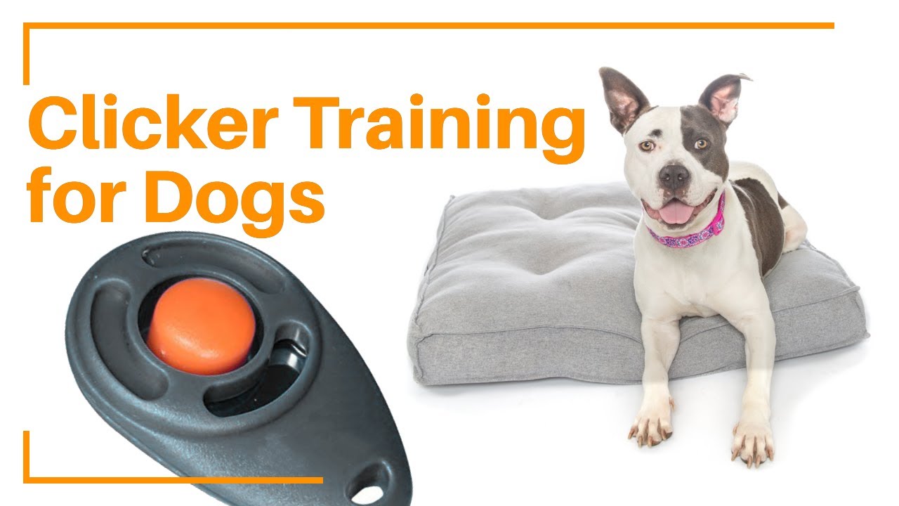 How To Use Clickers For Training Dogs