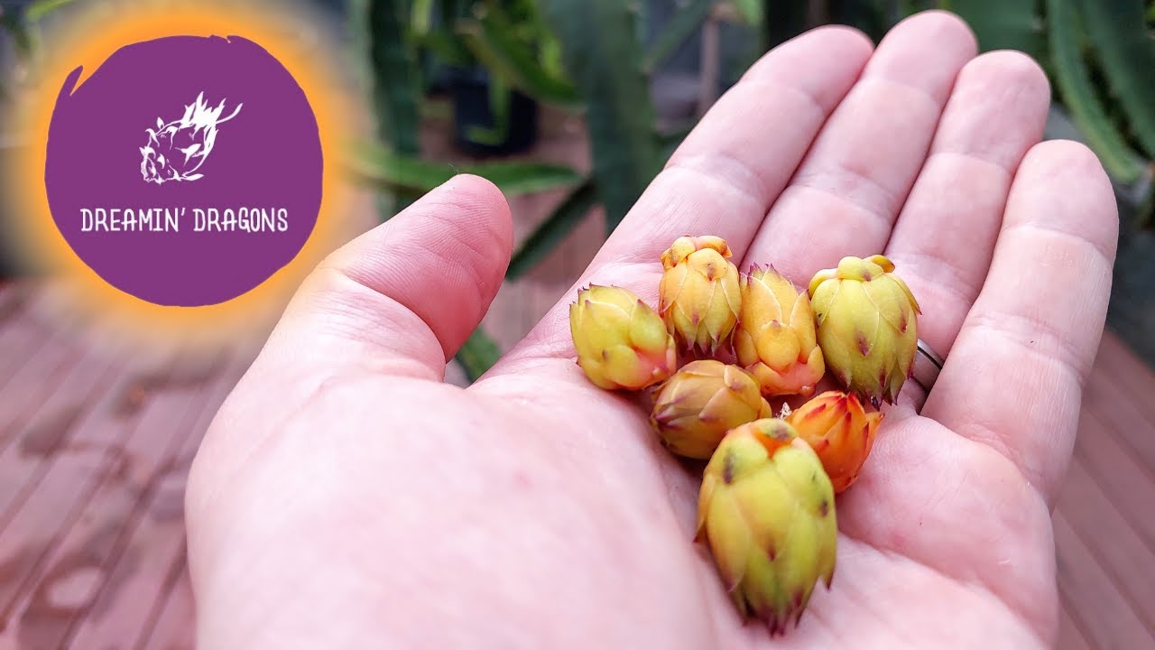 Flower Buds Turning Yellow; Heres Why!
