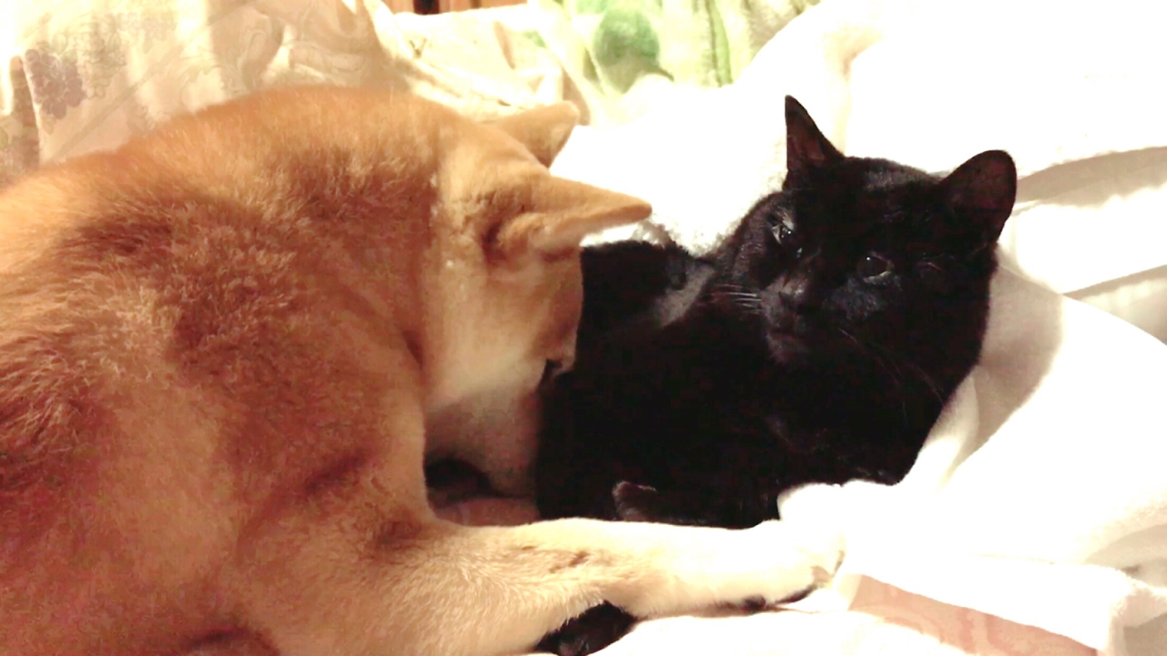 犬に愛されすぎて寝るに寝れない猫 I love you so much
