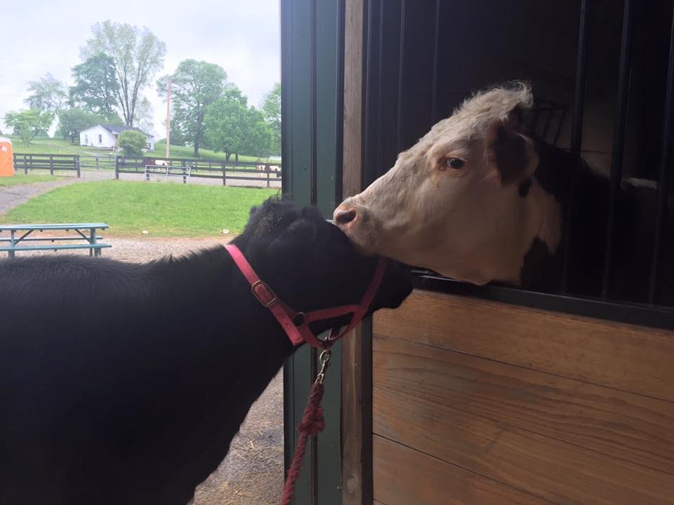 Dudley and Destiny - The World's Happiest Cow Couple