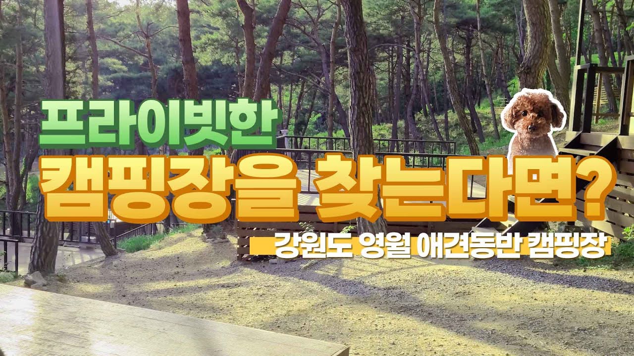 넓고 쾌적한 사이트 간격 만족! | 한반도솔숲쉼터 캠핑장 사이트 소개 | 캠핑장 추천 | 영월 | 한반도솔숲쉼터 | 애견동반캠핑장 | 숲속캠핑 | 애견캠핑 | 힐링캠핑
