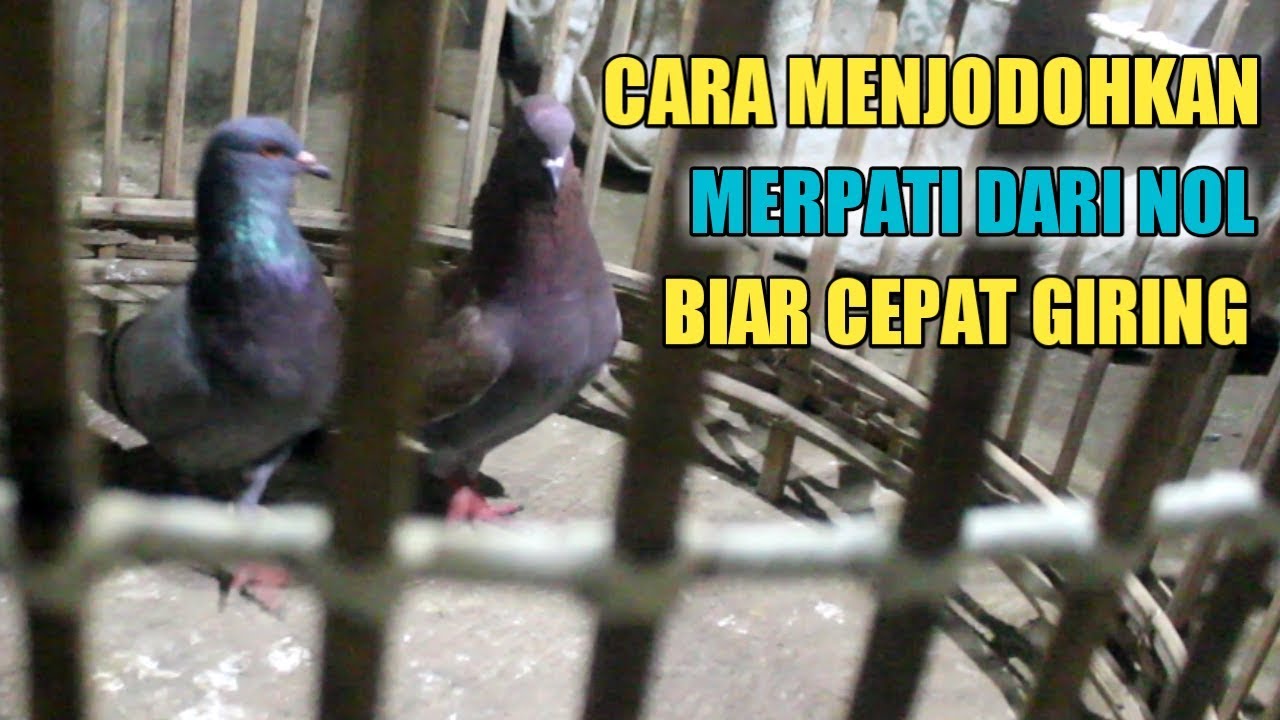 CARA MENJODOHKAN MERPATI DARI NOL CEPET GIRING
