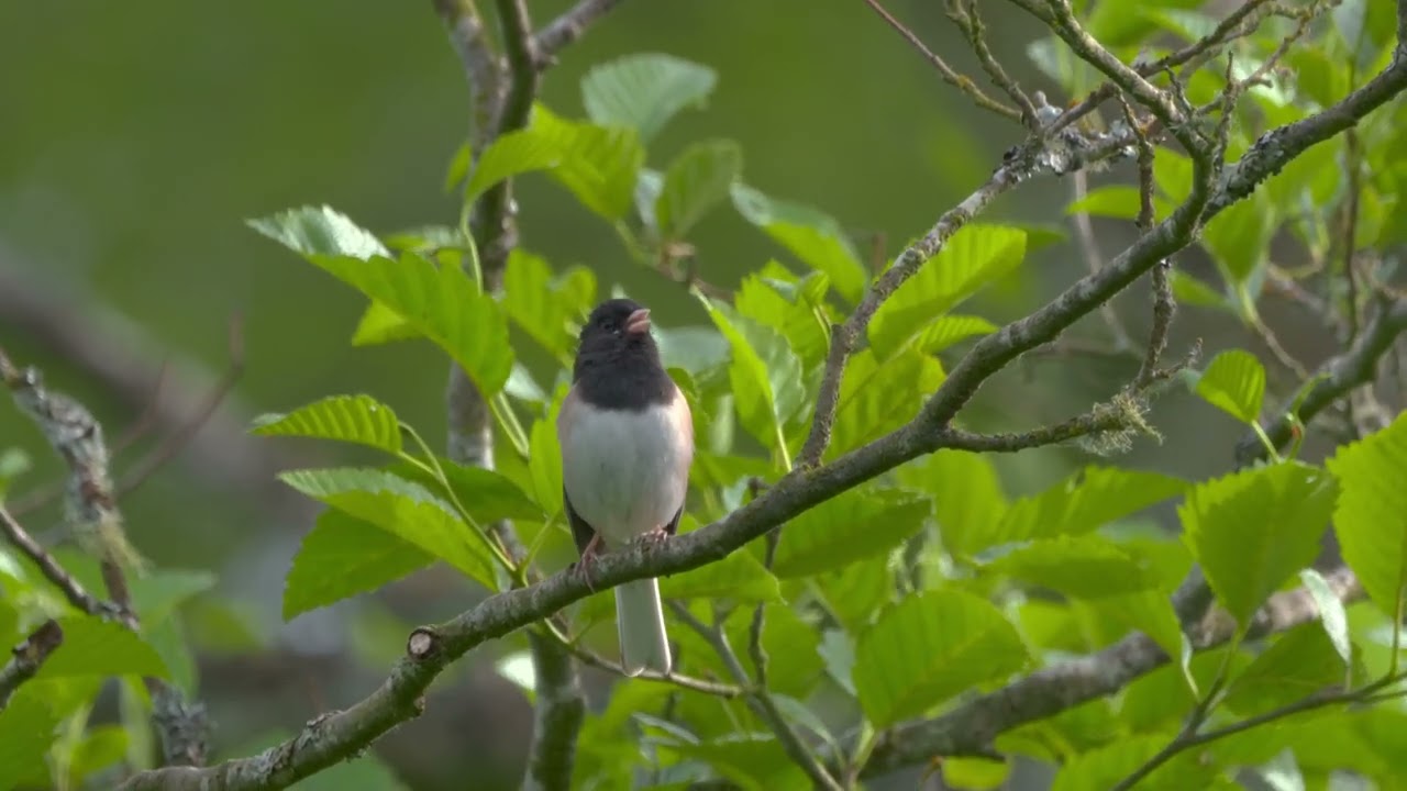 Beautiful Junco Bird Singing 🐦 1 Hour 🌲 Relaxing Nature Sounds - Birder King Clips(4K HDR)