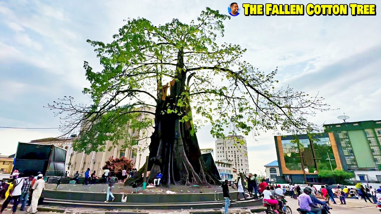 THE FALLEN FREETOWN COTTON TREE 🇸🇱 - VLog 2023 - Explore With Triple-A