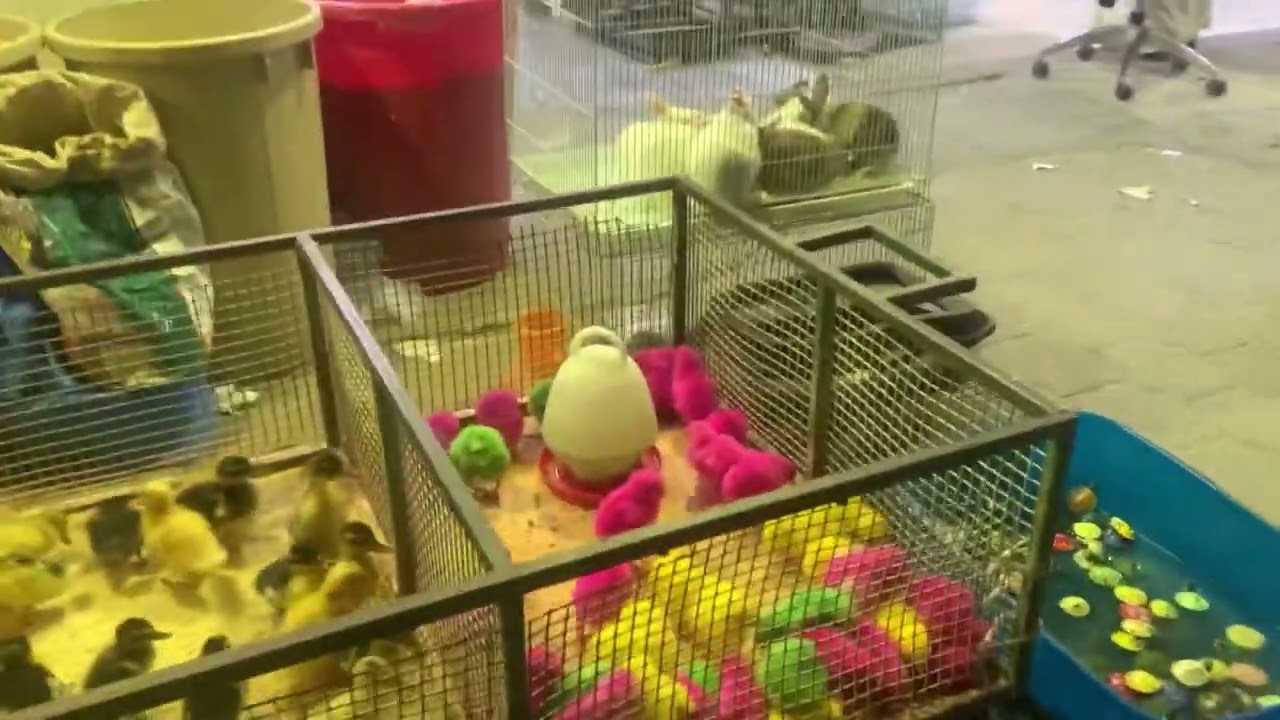 Kuwait Birds And Pets Market  Vlog