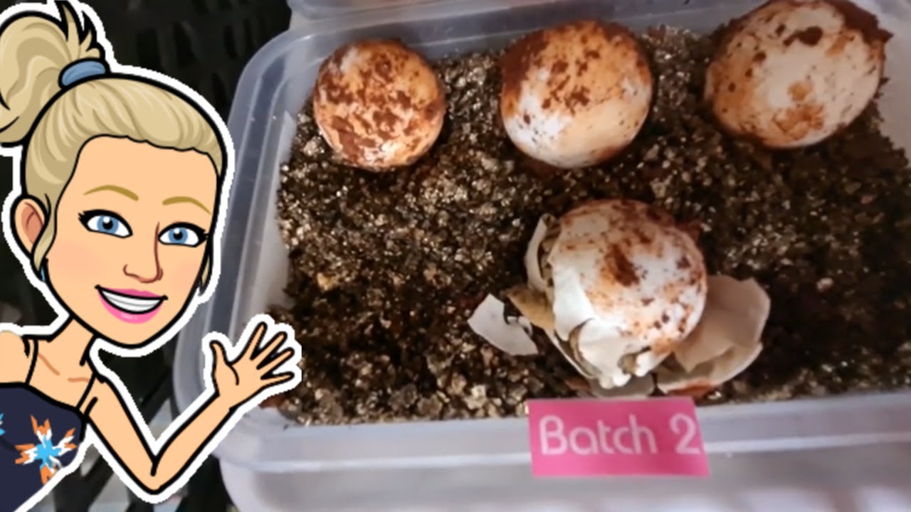 Taking Care of Newborn Baby Leopard Tortoise Hatchlings