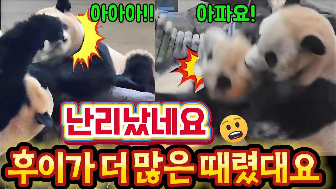 에버랜드 판다월드 💢 옆에 아줌마가 후이가 더 많이 때렸대요!!  할부지께 걱정하던데 