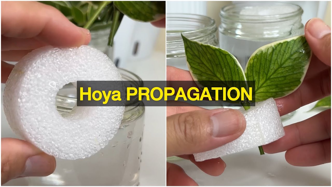 Hoya Propagation - Hoya Polyneura Variegated Propagation in Water