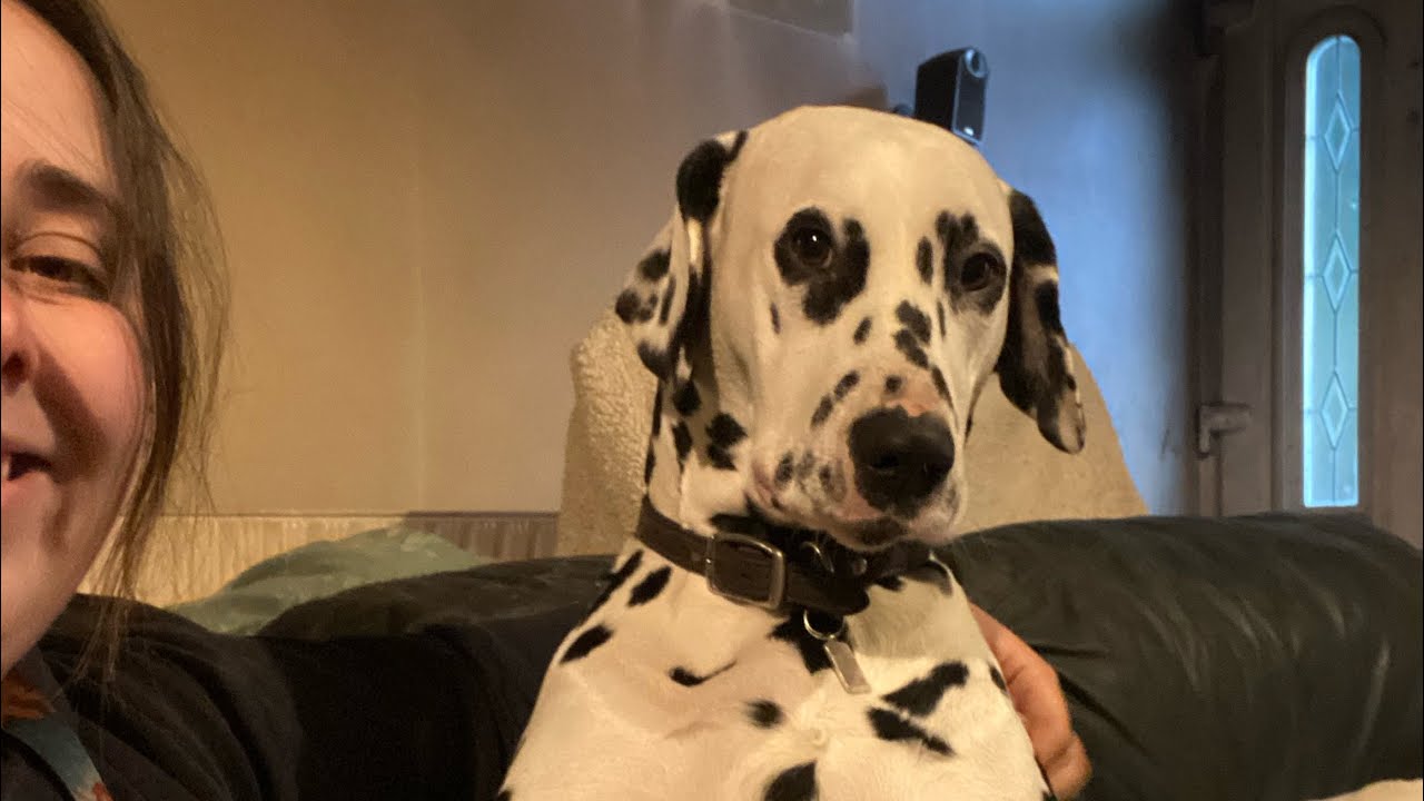 Is a Dalmatian the right dog for you?