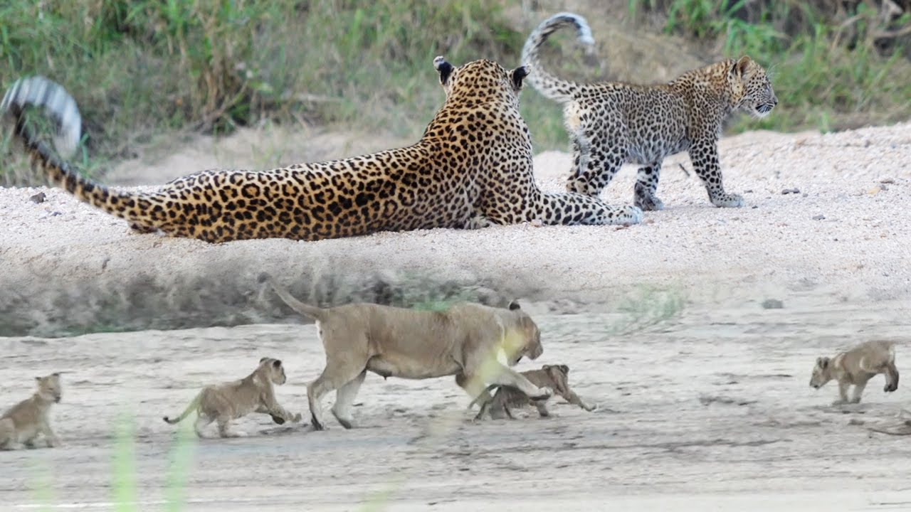 BIG CATS with their CUBS 🦁 🐆