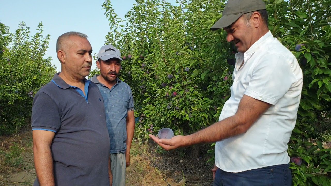 (TARSUS/ULAŞ) BLACK SPLENDOR ERİKTE SÜPER KALİTE VE TONAJ ( GOLDEN-S SAF YOSUN VE AGROLİVE)