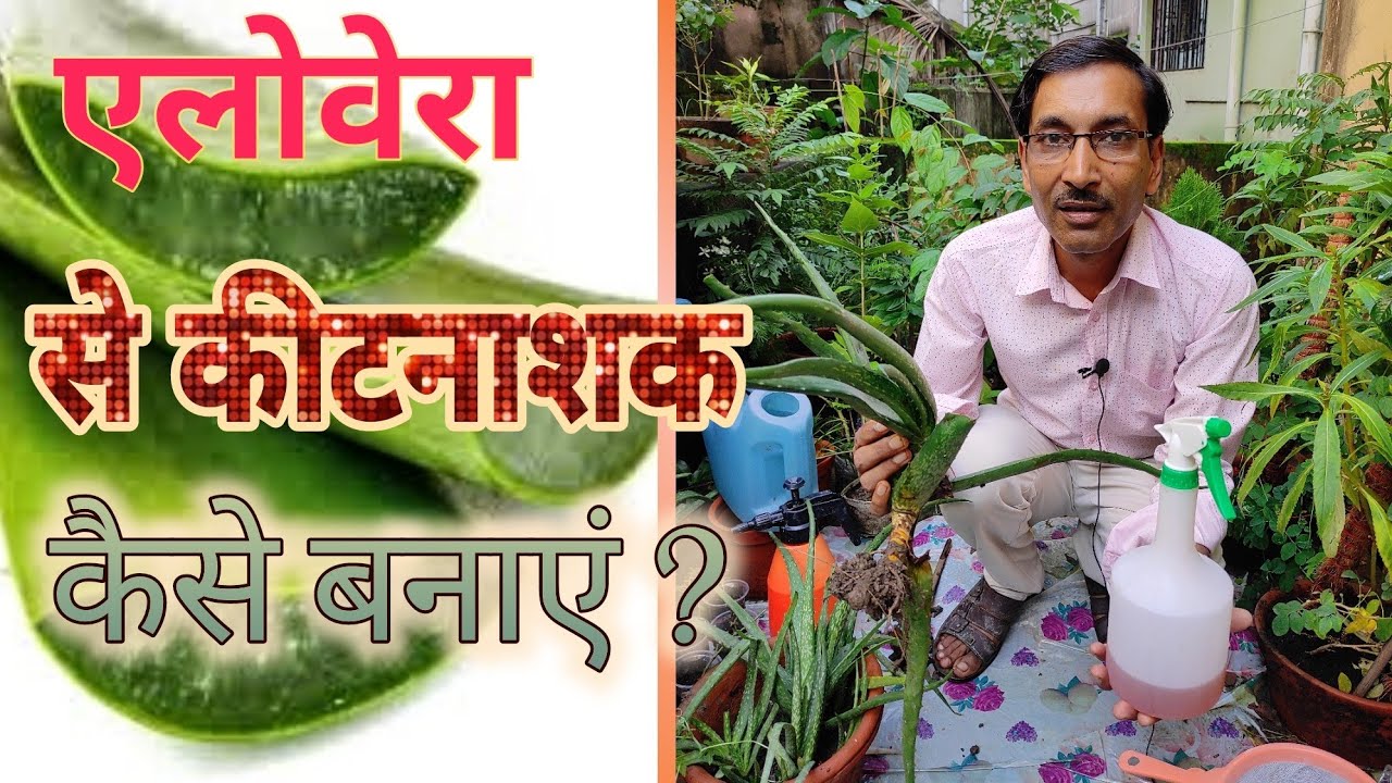 ऐलोवेरा से पेस्टिसाइड या कीटनाशक दवा कैसे बनाएं ! Aloe vera pesticide preparation