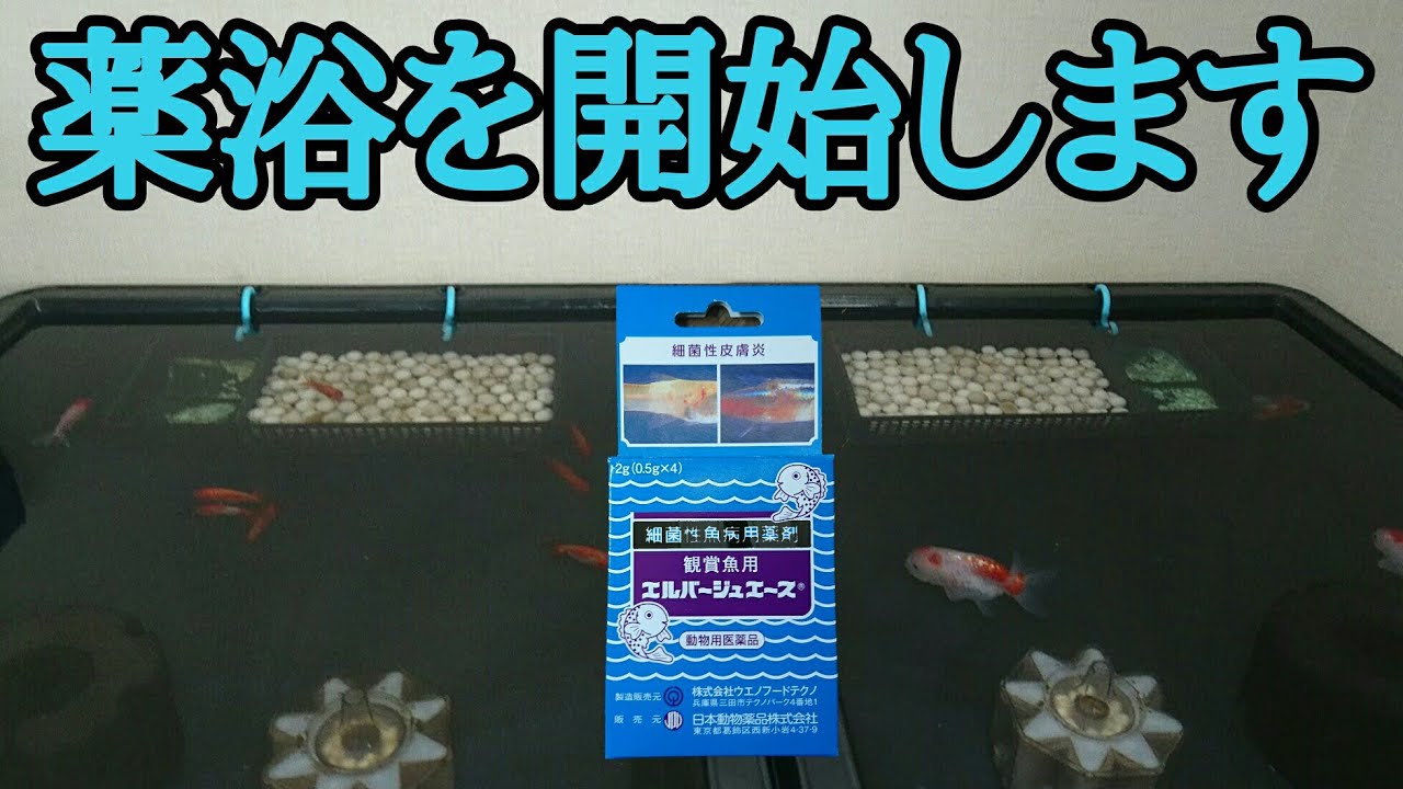 【らんちゅう】今週の様子【3歳&明け2歳】