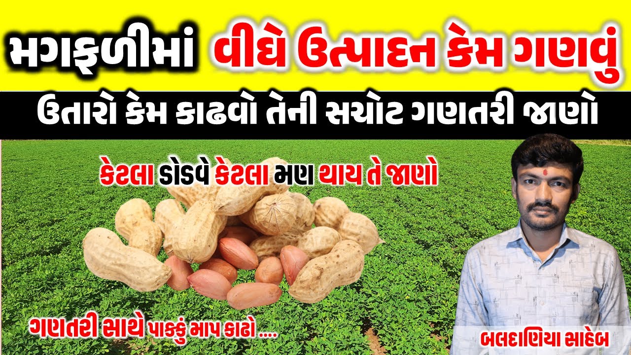 એક વીઘે કેટલું ઉત્પાદન આવે તે કઈ રીતે ગણવું તેની માહિતી @manishbaldaniya