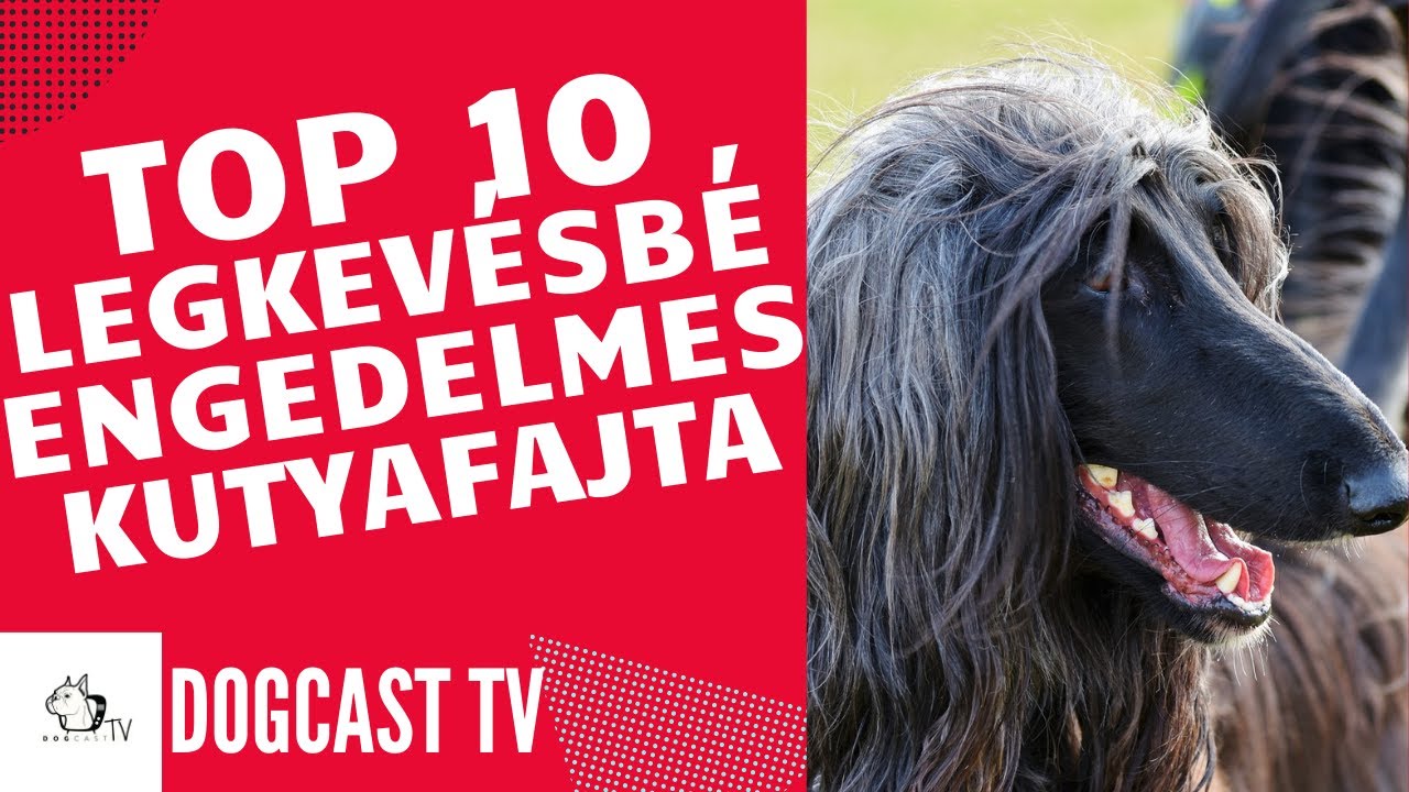 TOP 10 legkev&eacute;sb&eacute; ENGEDELMES KUTYA!  Dogcast TV!