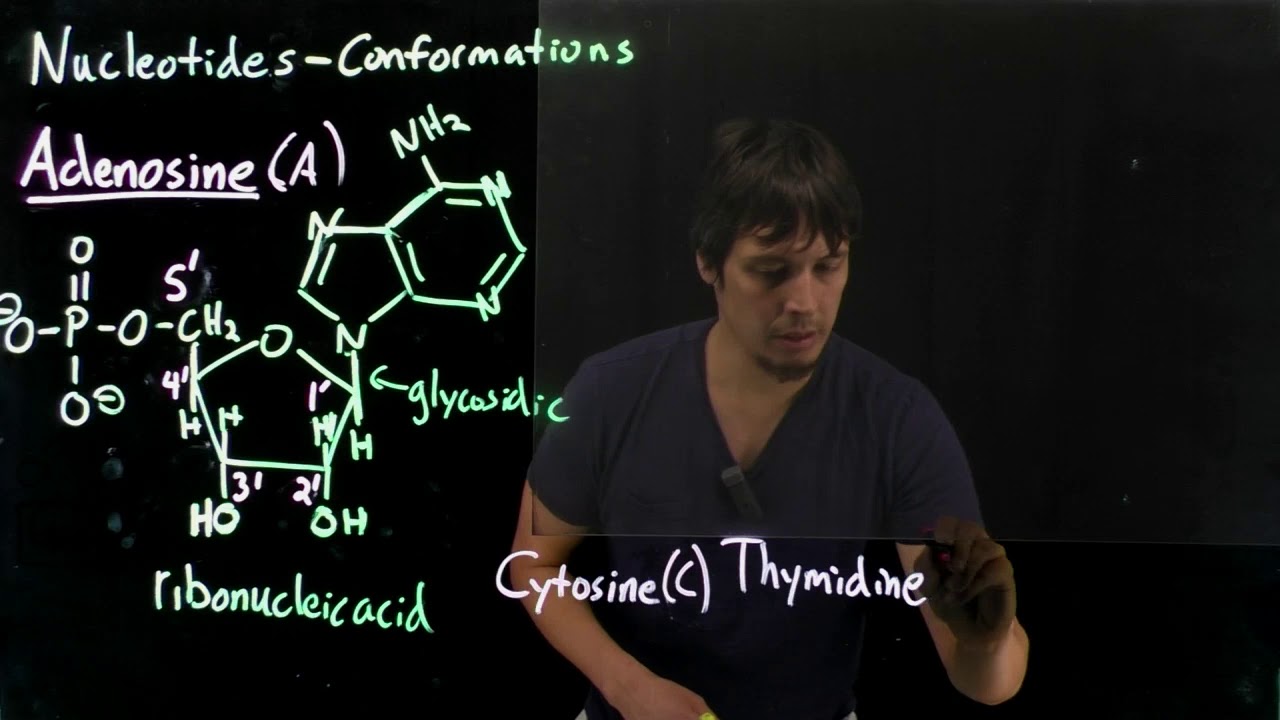 Topic 10.6 - Nucleotides syn vs anti conformations