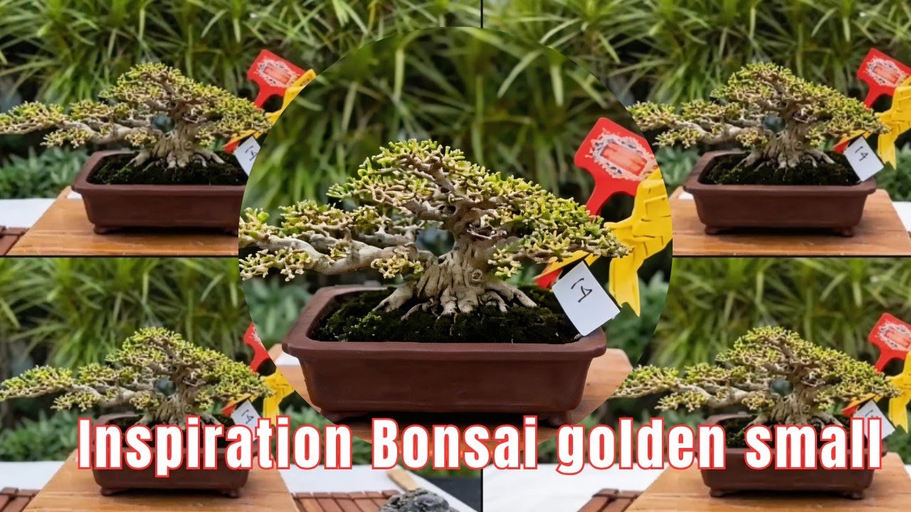 Bonsai Inspiration Golden Small 