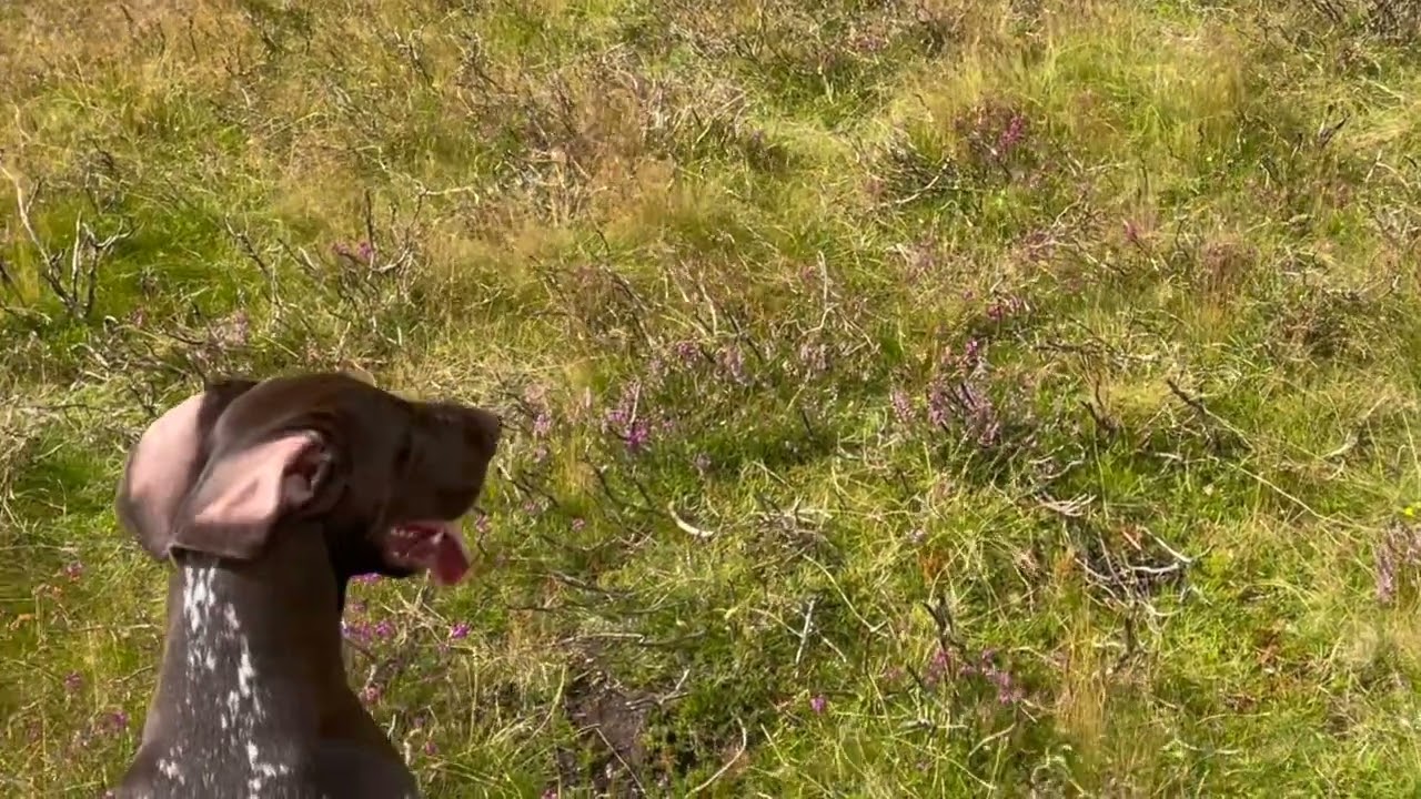 GSP  First Season Hunting wild birds