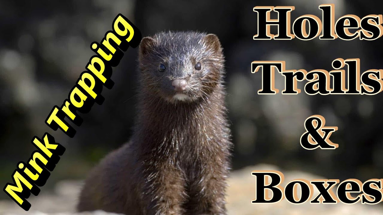 Mink Trapping Set-Ups new and old Focus on Trapping
