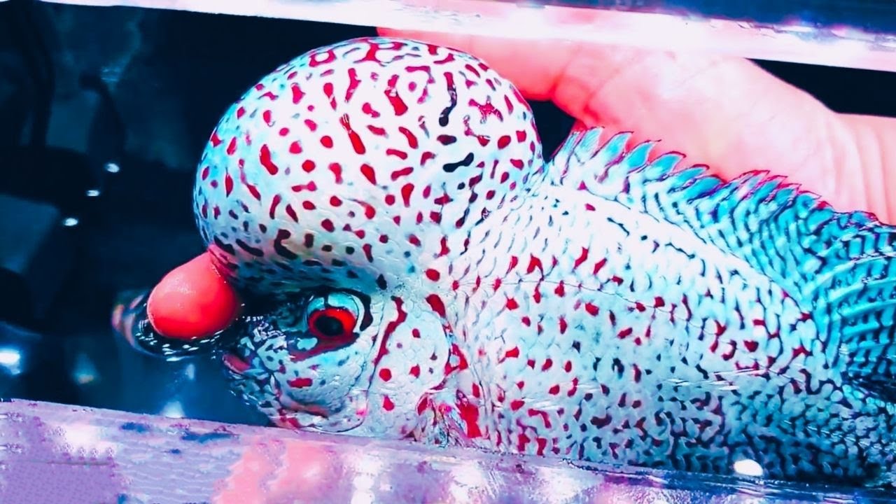 Monster Head Thaisilk Kamfa Flowerhorn Fish | Rare Flowerhorn Cichlids