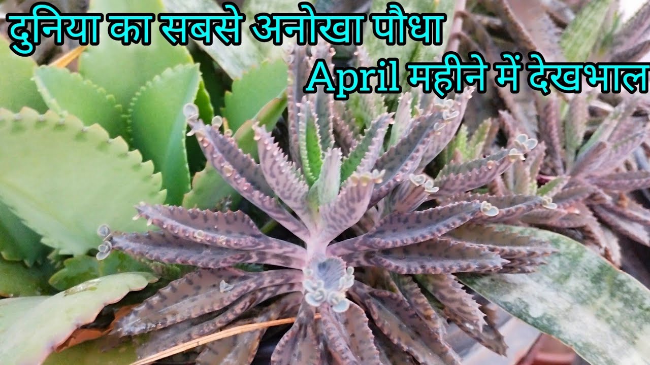 Mother's Of Thousands Plant Grow & Care Tips Best Fartilizar Soil Mix Information