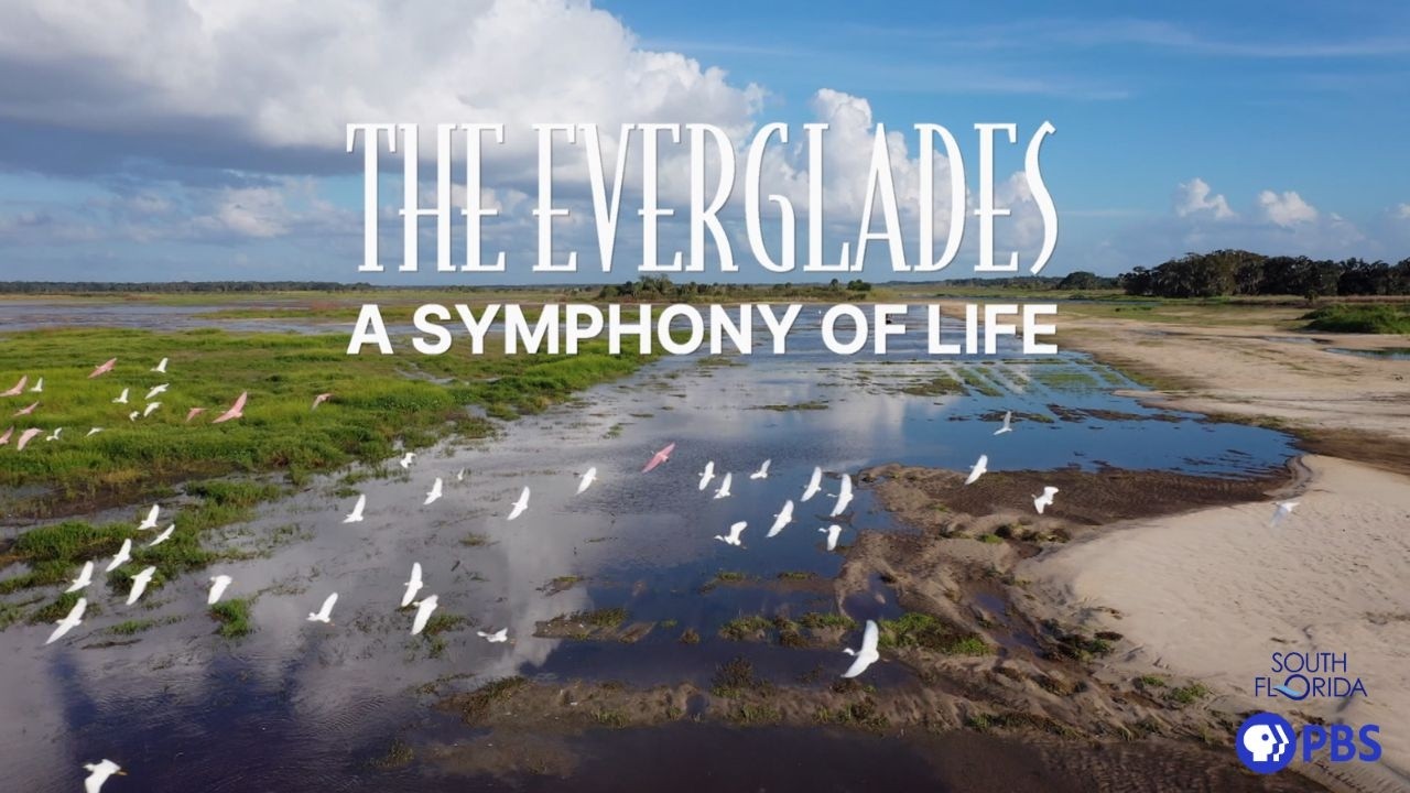 The Everglades: A Symphony of Life | Full Documentary