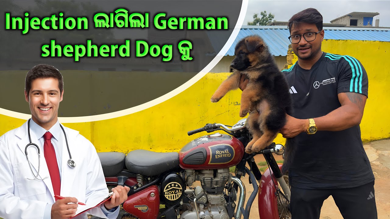 Injection ଲାଗିଲା German shepherd Dog କୁ || pakistani bully paleiba 😭😭