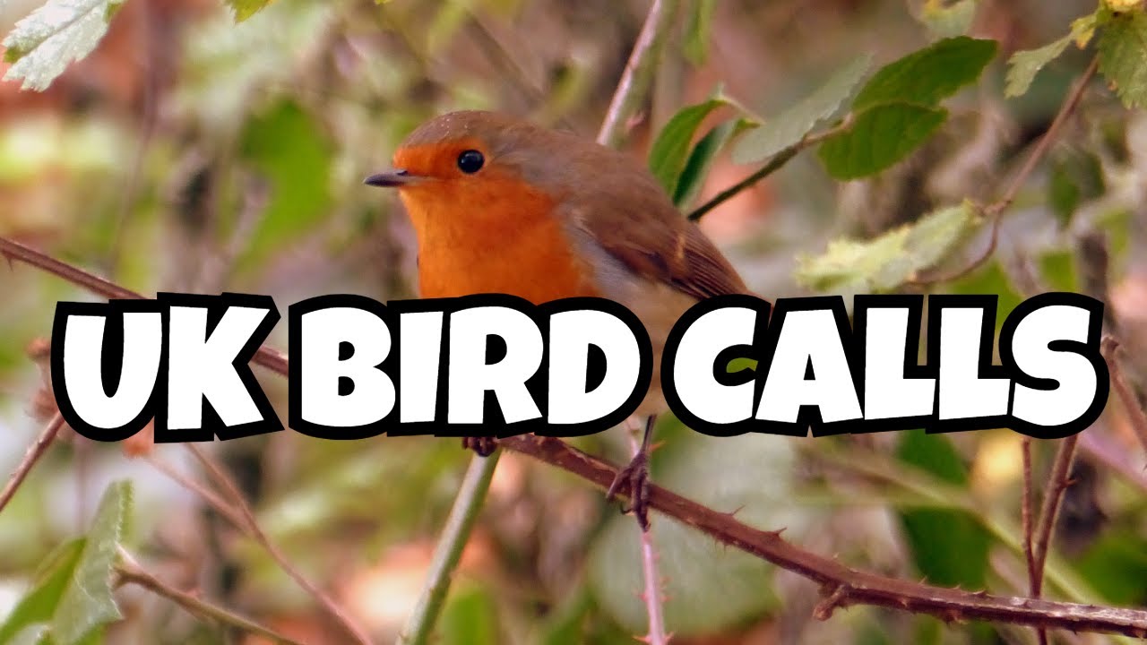 Robin, blackcap, blackbird and chiffchaff sounds