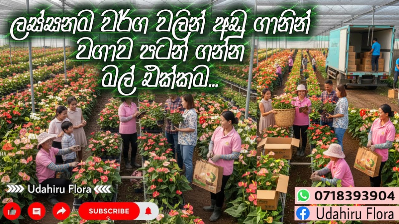 ඔයාට ගෙදර ලස්සනට හදන්න | වගාව පටන් ගන්න අඩු ගානට කට් කරන්නත් පුලුවන් | Best for Home & Business🪴📦💸