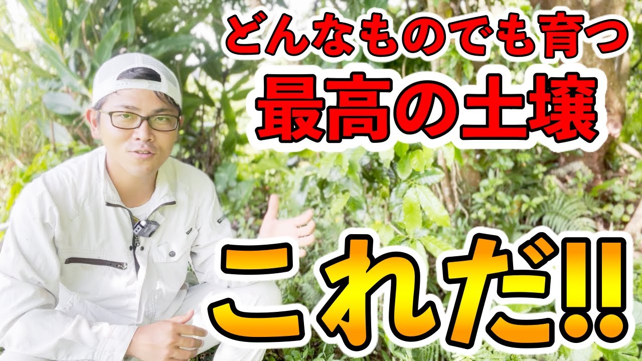 【超必見】これを目指そう！野菜や果樹は何でも育つ！究極の土壌はこれだ！