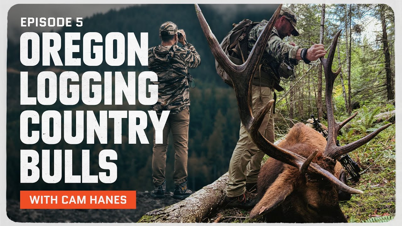 Oregon Logging Country Bulls