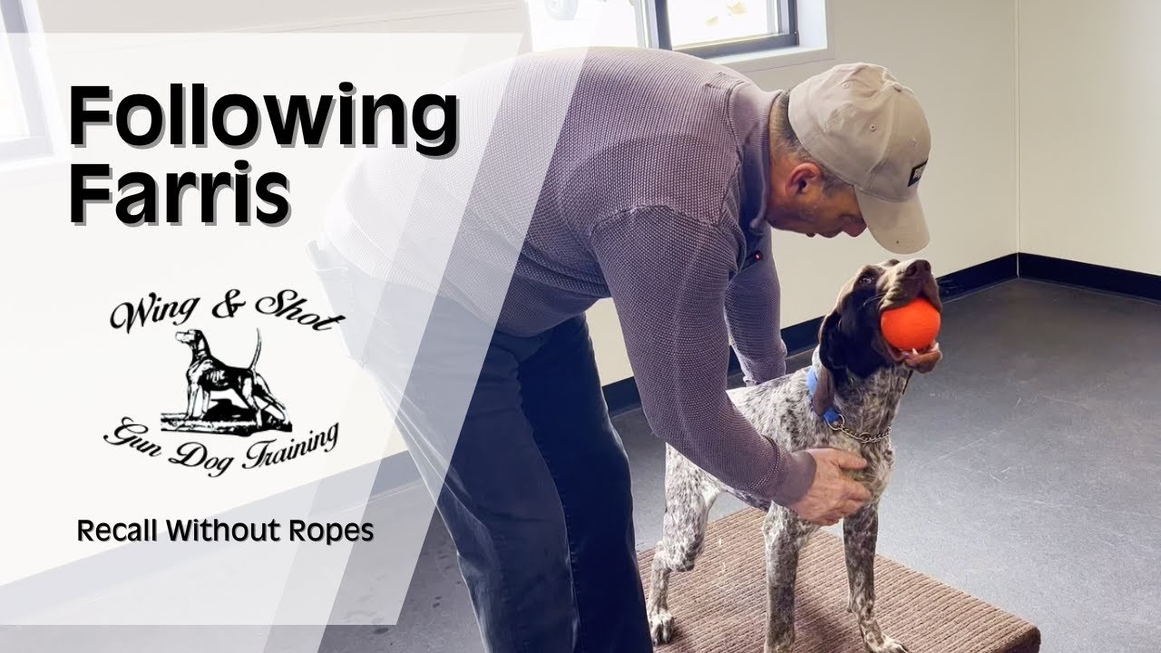 Whoa, heel and recall, without ropes, for training your GSP bird dog.