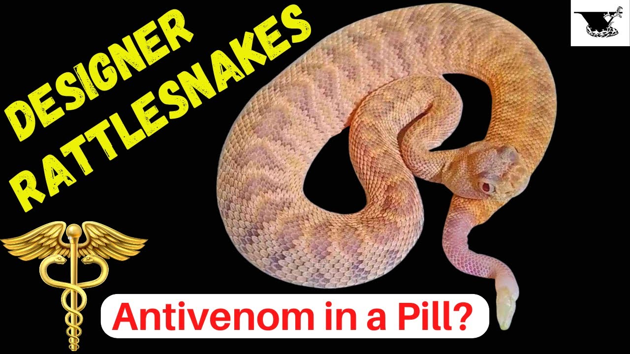 The Most Beautiful Rattlesnake Morphs