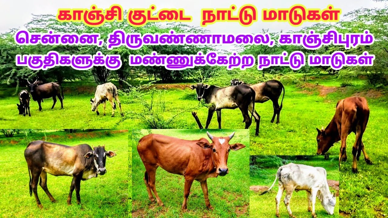 அபூர்வமான காஞ்சி குட்டை நாட்டு மாடுகள் | சென்னை காஞ்சிபுரம் திருவண்ணாமலை மண்ணுக்கேற்ற நாட்டு மாடுகள்