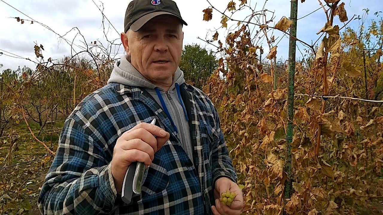 Когда,как обрезать виноград и почему так ?