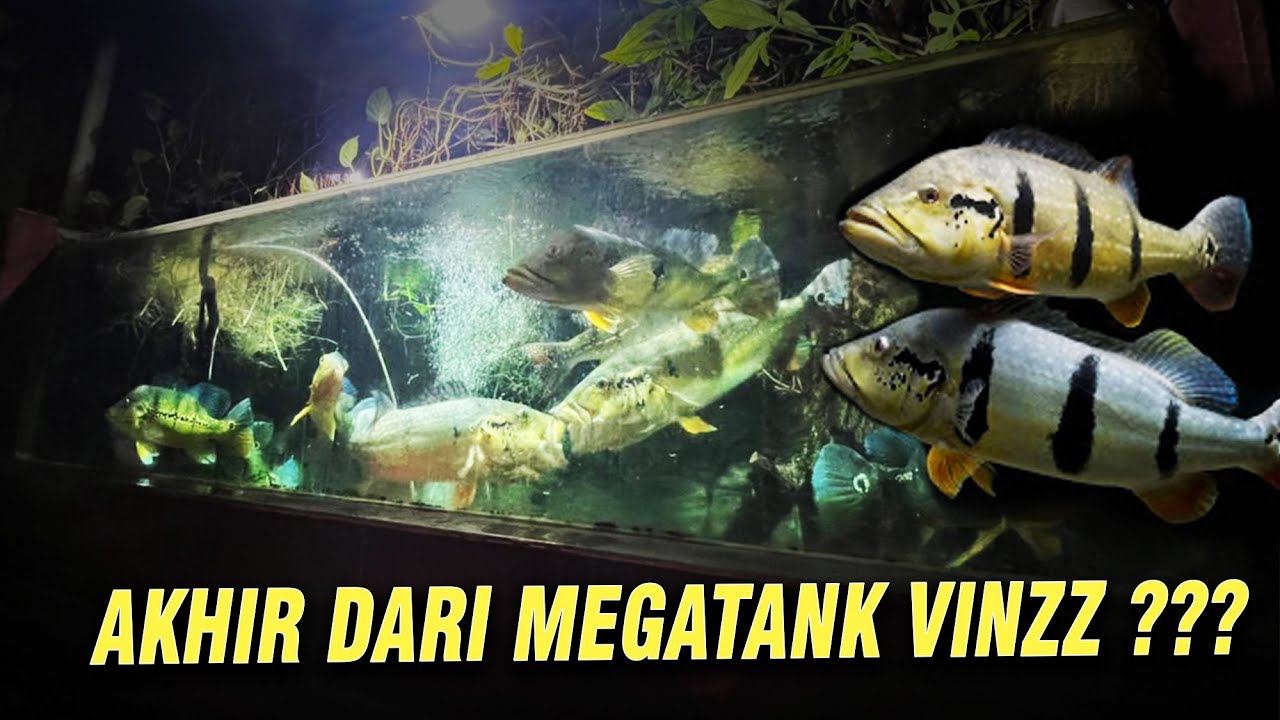 TEMENSIS JUMBO 75 CM !!! UPDATE KONDISI MEGATANK VINZZ !!!!