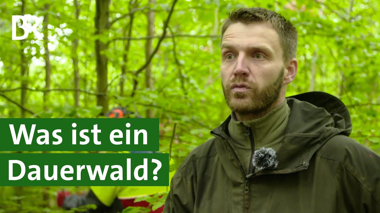 Naturgemäße Waldwirtschaft: Ist der Dauerwald der Wald der Zukunft? | Unser Land | BR