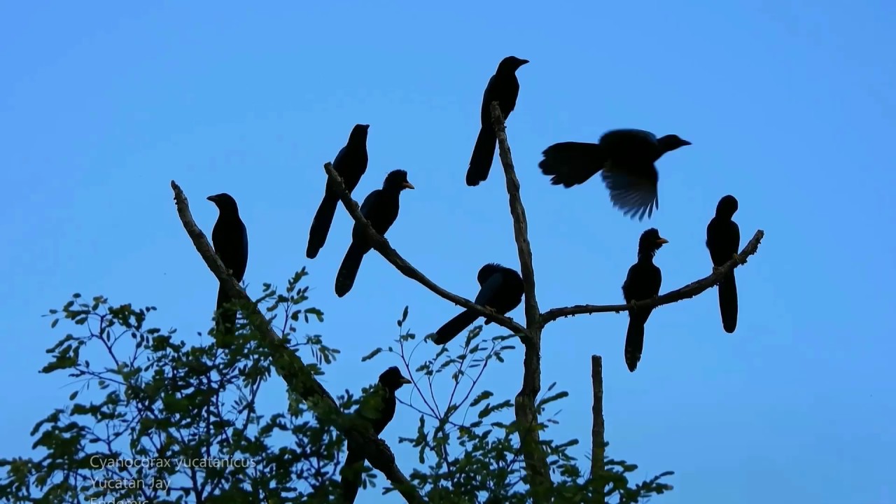 Birdwatching tours  in Puerto Morelos and Quintana Roo & Nature tours