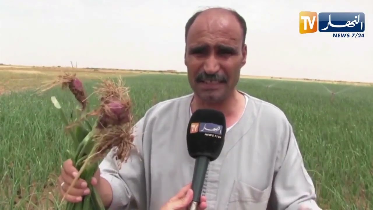 الجلفة : غياب الكهرباء يرهن إنتاج البصل و الطماطم بحاسي فدول