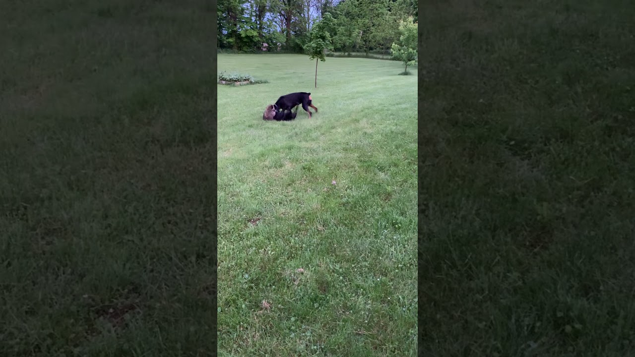 Doberman and French Bulldog versus Racoon